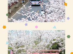 -高东镇樱花园