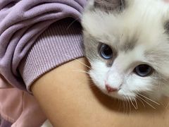 -千城康桥宠物医院·猫科·骨科·心脏