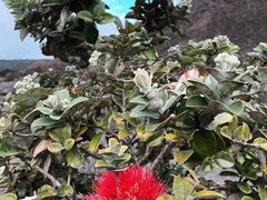 -夏威夷火山国家公园