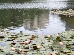 -荔枝公园(福田区)