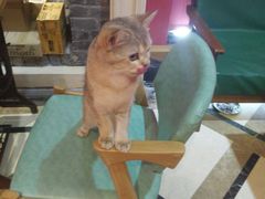 -猫色咖啡·猫咖
