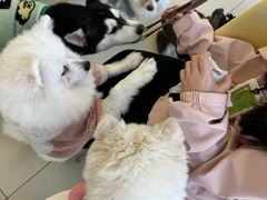 -怪兽屋·羊驼·猫咖·狗咖(俊华广场店)