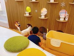 -COLOR PETS 撸猫馆·购猫·猫咖(长风大悦城店)