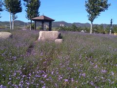 -羊亭河湿地公园