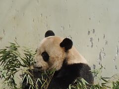 -青岛动物园