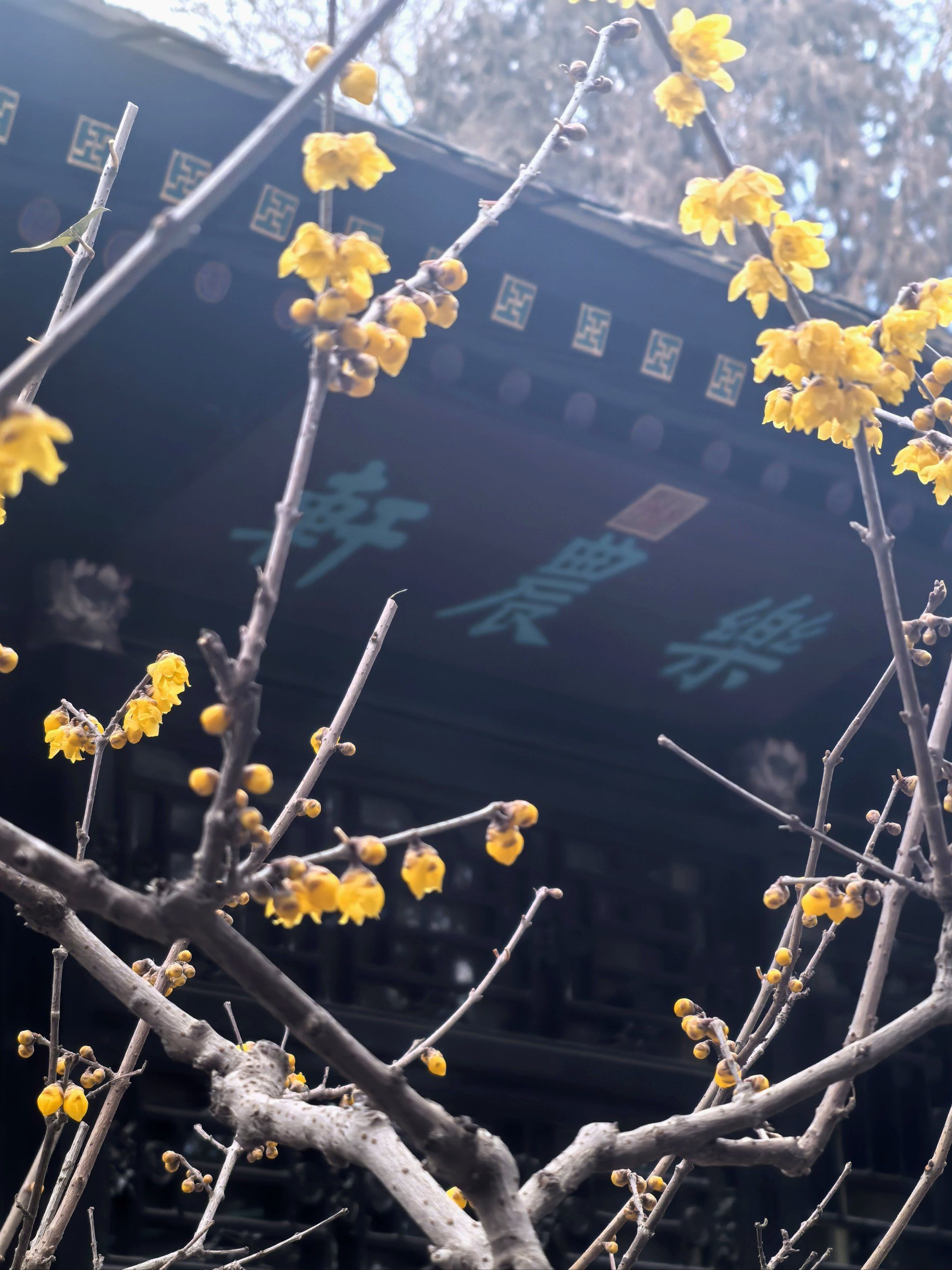 颐和园乐农轩腊梅