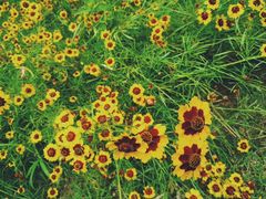 -艾溪湖湿地公园