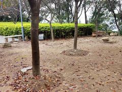 樱花树-金鸡山公园