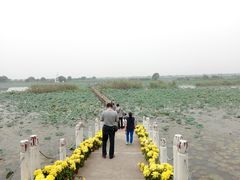 -洪湖生态旅游区