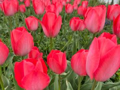 -泗洪洪泽湖湿地景区