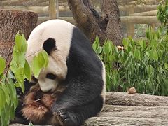 -成都动物园