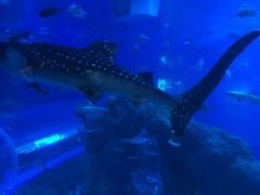 -成都浩海立方海洋公园