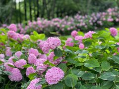 -上海滨江森林公园