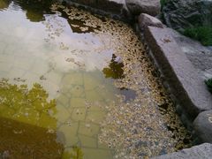 -黄山温泉国际旅游度假区