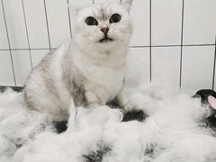 -BABIT巴比特宠物(MOMOPARK店)