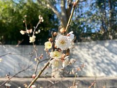 -无锡梅园公园