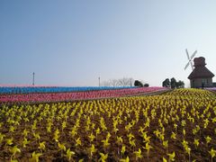 -杭州湾海上花田景区