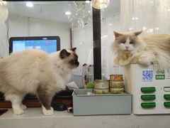 -共舞时光猫咖·狗咖(新街口店)
