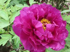 -洛阳郁金香牡丹园