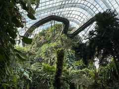 -新加坡植物园