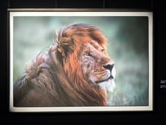 -罗红摄影艺术馆