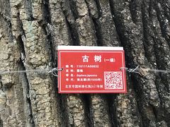 -北京上方山国家森林公园