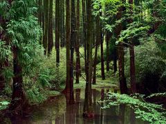 -山王坪喀斯特国家生态公园