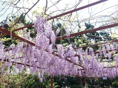 -嘉定紫藤园