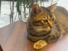 -豆逗聊愈猫阁Easy Life