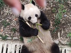 -都江堰中华大熊猫苑