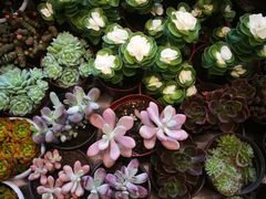 -秦美花卉(天朗·莱茵小城2期店)