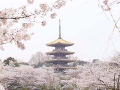 -武汉大学-樱园