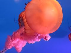 -太平洋海底世界