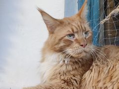 -喵屿·大理花园猫咖