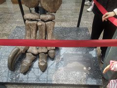 -自贡恐龙博物馆