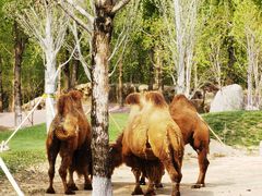 -北京野生动物园