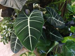 -花鸟鱼虫鲜花绿植市场(玉泉路店)