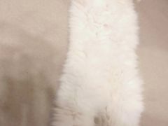 -关爱宠物医院·猫科中心·消化科(滨湖万达分院)