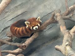 -武汉动物园