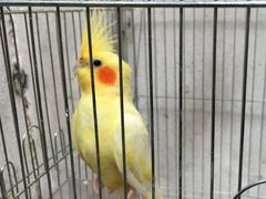 -燕庭·纯燕窝·甜品下午茶(南京西路店)