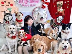 -汪说·狗咖·拼豆·宠物周边DIY(旺城大厦店)