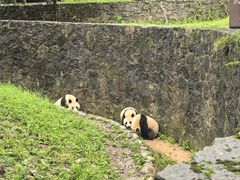 -都江堰中华大熊猫苑