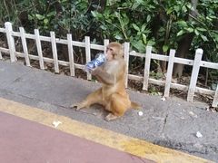 -黔灵山公园