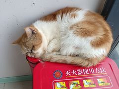 -怪兽屋·羊驼·猫咖·狗咖(俊华广场店)