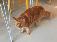 -平行世界·猫咖(首经贸店)