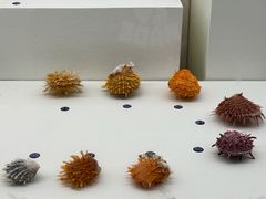 -青岛贝壳博物馆