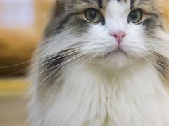 -柴迷FANS CLUB·柴犬狗咖·猫咖