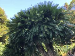 -深圳仙湖植物园