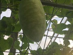 景点-兰陵国家农业公园