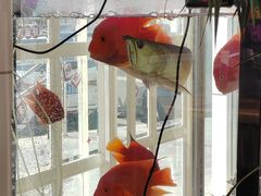 -花舍·新派粤菜·西餐·下午茶(亚运村·鸟巢店)